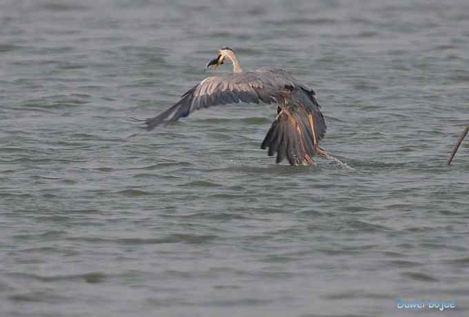衡水湖：草鹭苍鹭黄苇鳽（终结篇）