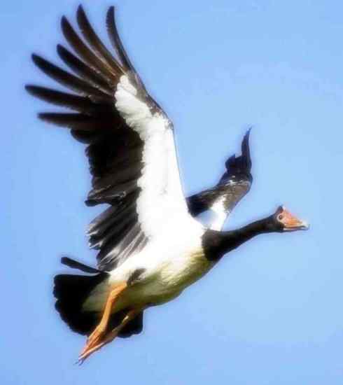 雁鸭之最之九（夏威夷雁、湍鸭、鹊雁）
