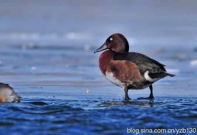 蓝之梦&bull;白眼潜鸭（组图，）