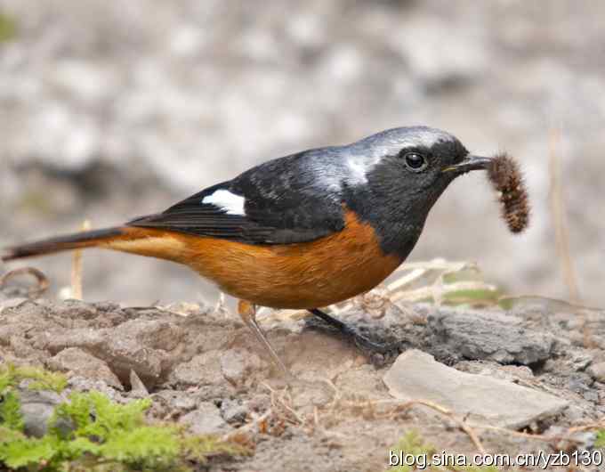 北红美餐（组图）