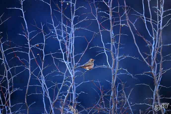 白河峡谷生境鸟片(原画幅)