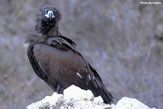 驱车永定河峡谷拍摄秃鹫