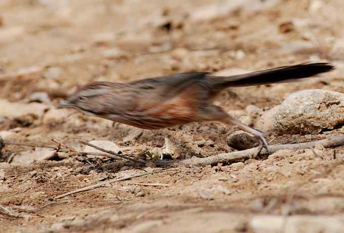 三只小鸟 wbr满园春色
