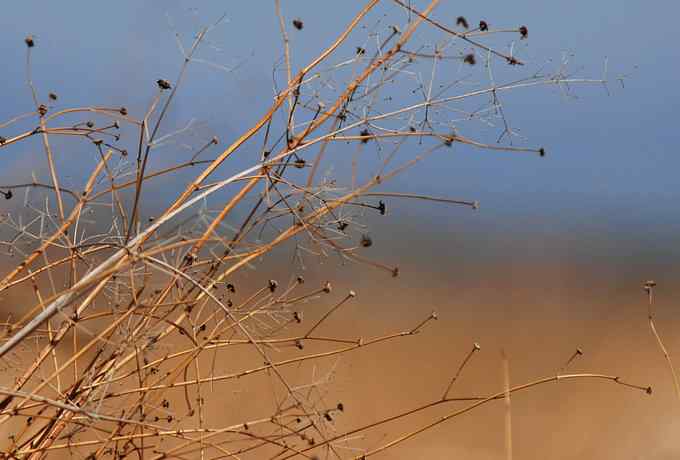 野鸭湖雁鸭翔飞 野鸭湖雁鸭翔飞