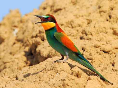 绝色攀禽：佛法僧目之蜂虎3