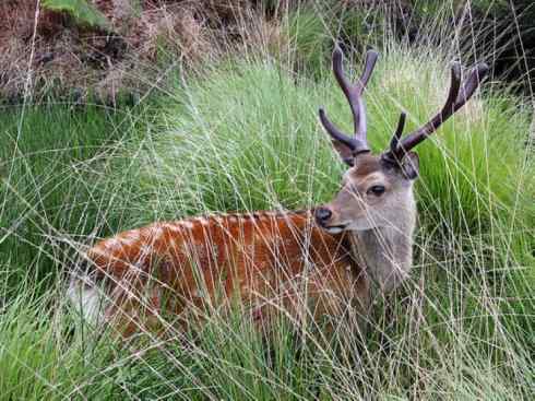 麒麟：传说的兽原型探秘（梅花鹿）