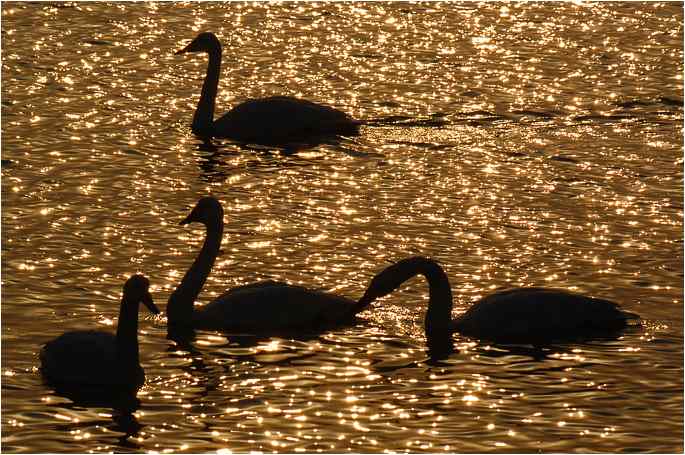 点击图片或使用键盘← →翻页