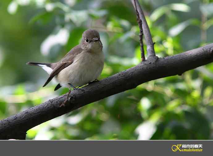 红喉[姬]鹟【照片】