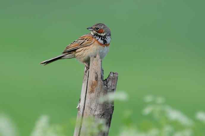 【新鸟】坝上鸟.栗耳鹀☆