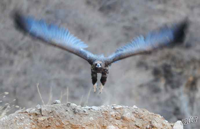 大鹏展翅（两组一气呵成连续拍摄的秃鹫起飞版）