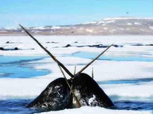 独角兽：传说的兽原型探秘（独角鲸）