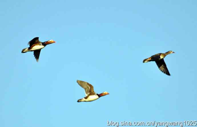 杂片(抓拍) 杂片(抓拍)