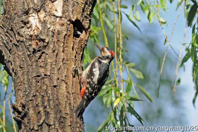 父子情深的大斑啄木鸟（3）