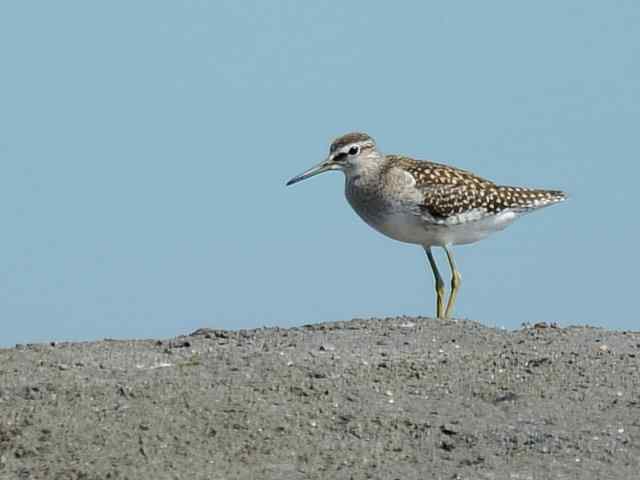 翠明湖畔观鸟儿情