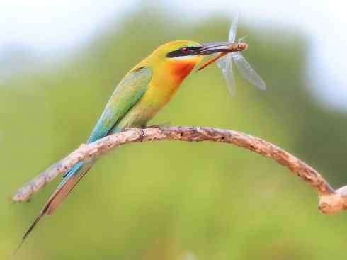 绝色攀禽：佛法僧目之蜂虎3