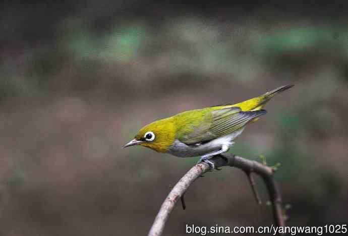 红胁绣眼鸟（3）