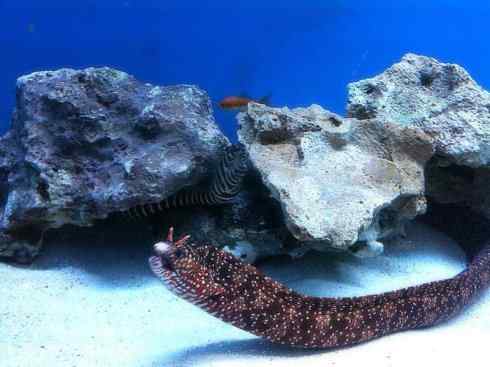 自然奇观：动物大迁徙(鳗鱼)