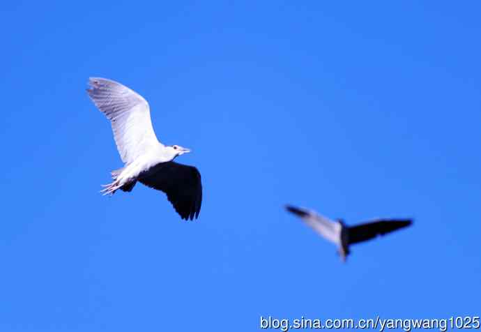 飞(夜鹭)48 飞(夜鹭)48