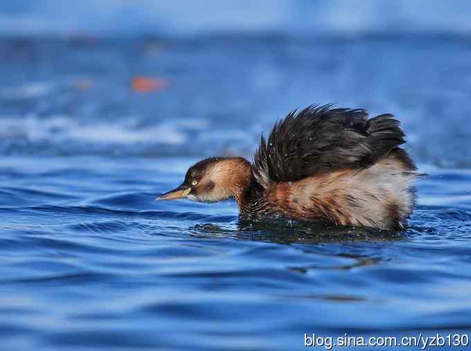 蓝色妖姬（组图，5张图片）