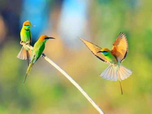 绝色攀禽：佛法僧目之蜂虎3