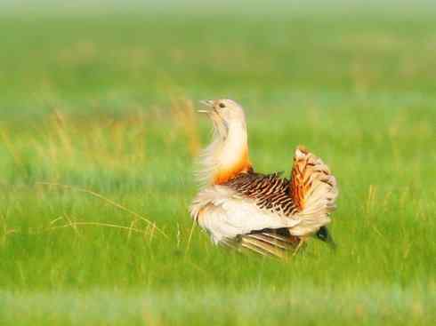 鸟类之最：大鸨