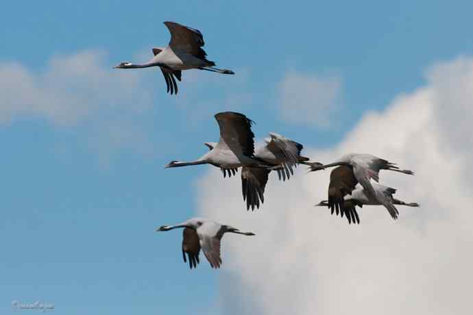 鹤舞秋风劲 蓝天浮云长