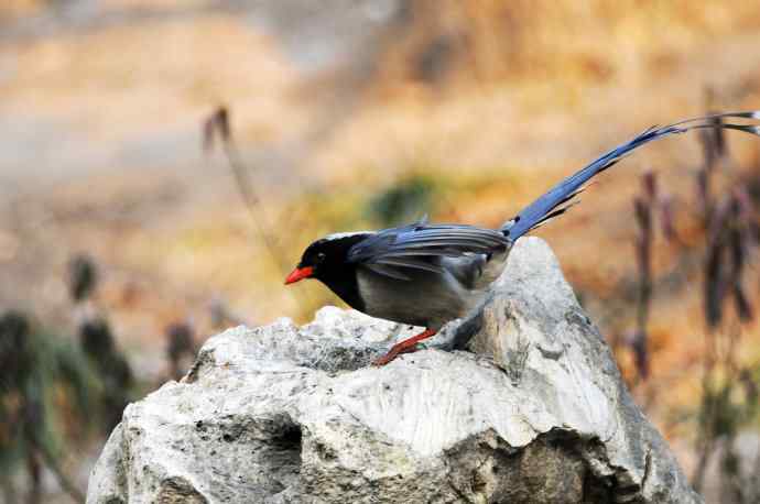 红嘴蓝鹊（11）