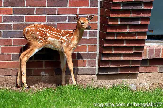 误入校园的小鹿