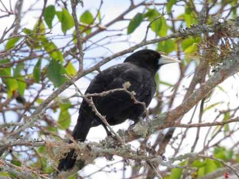 雀鸟也彪悍:小鸟也疯狂(红翅黑鹂) 雀鸟也彪悍:小鸟也疯狂(红翅黑鹂——拟鹂科的战斗种族)
