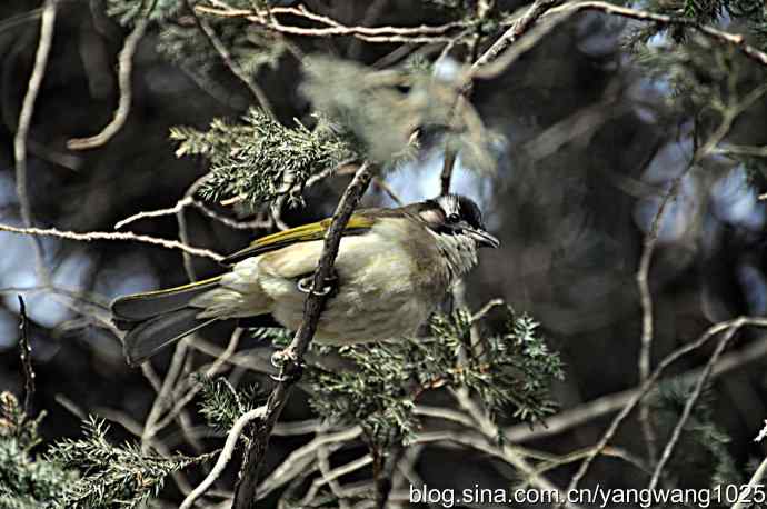 北京天坛公园的鸟类——柏树籽充饥的白头鹎