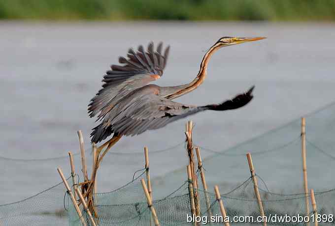 乌梁素海之草鹭鈥斺斈诿晒勰裥校ǘ）
