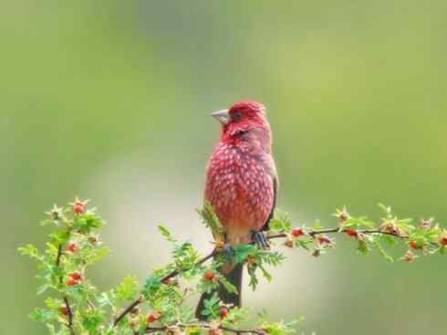 极品红色鸟类：酒红朱雀