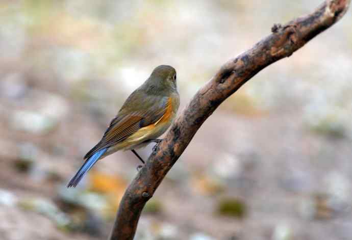 雌性红胁蓝尾鸲(7) 雌性红胁蓝尾鸲(7)