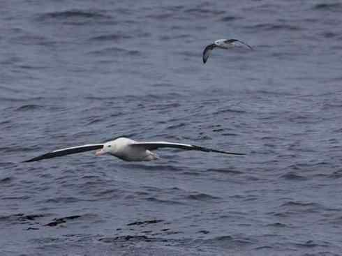 鸟类之最：漂泊信天翁