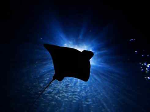 自然奇观：动物大迁徙(鲼)