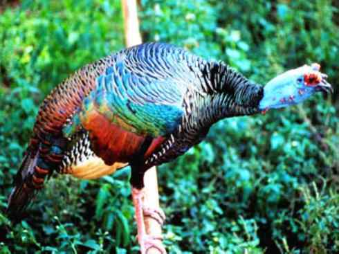 奇特的盔：眼斑吐绶鸡