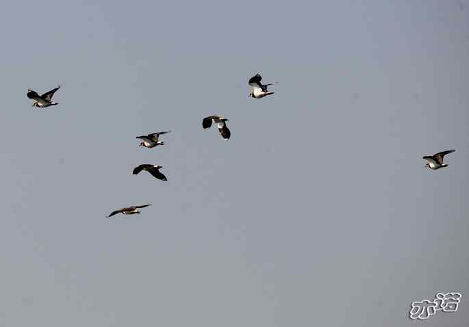 官厅水库&nbsp;wbr路&nbsp;wbr飞行的鸟儿