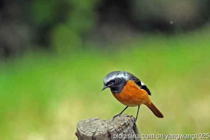 雄性北红尾鸲（34）