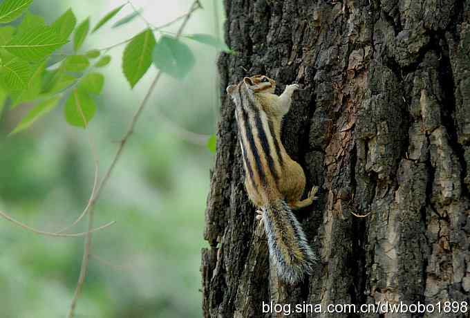 端午天坛生态掠影