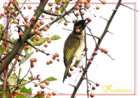 鈥溎袢蒜澋木适澜纭菊掌