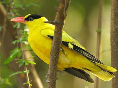 家禽驯化之源之三十一