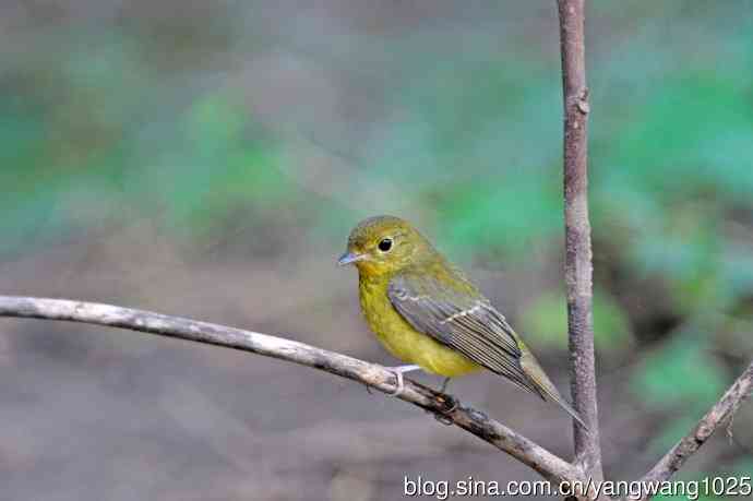 雌性绿背姬鶲（19）