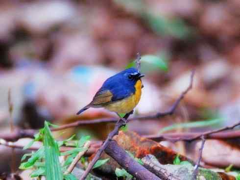 美丽无罪：雀鸟之姬鹟