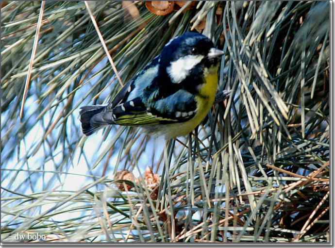 中国特有鸟种-黄腹山雀、黑头鳾