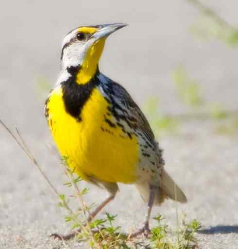 家禽驯化之源之三十二