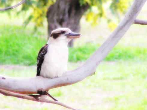 天生猎手：非猛禽类猎手之二（雀鸟也是屠夫——伯劳）
