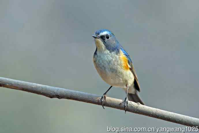 雄性红胁蓝尾鸲(31) 雄性红胁蓝尾鸲(31)