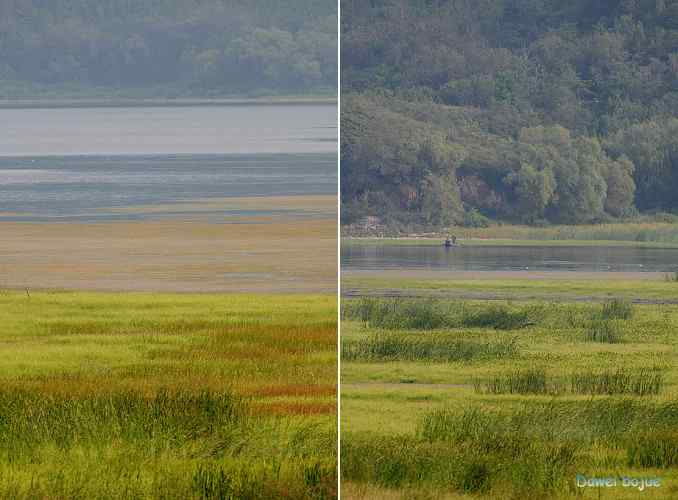 牛鹭两相伴 wbr景鸟一镜收 牛鹭两相伴 wbr景鸟一镜收