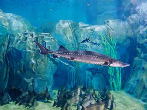 鱼类活化石：中华鲟