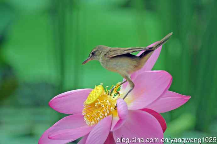 东方大苇莺与荷花（8）